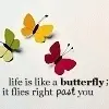 Butterfly