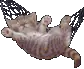 Cat sleeping 