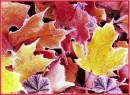 FALL
