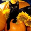 FALL