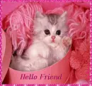 Hello Cute kitty