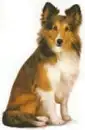 Sheltie doggie 