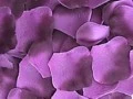 lavendar petal