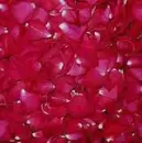 petal