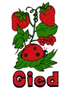 Gied