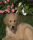puppy 