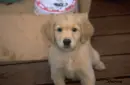 puppy.