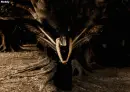 dark lady 