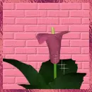 Pink-n-Pretty