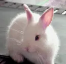 rabbit