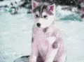 puppy