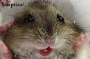 Surprised Hamster