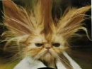 bad hair