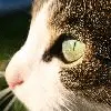 Love Cats Avatar