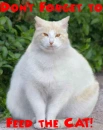 Fat White Cat- Don't Forget to Feed the Cat!