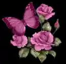 Rose and Butterfly
