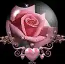 Pink Rose and Heart