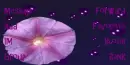 purple flower