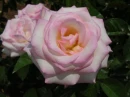 KEEP IN THE PINK!