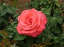 FLOWER PASSION