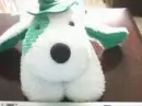 Lucky dog