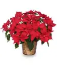 CHRISTmas Flowers