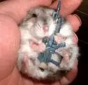 hamster with guns