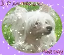 chinese crested bad hair day