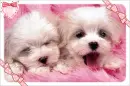 fluffy