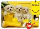 smile