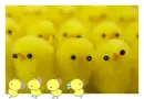 cute chiks