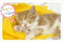 sleeping kitty
