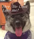 Cowboy Dog