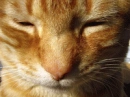 cute kitty