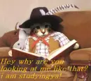 cowboy cat