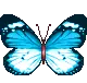 blue butterfly