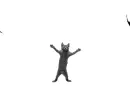 Mad cat