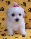 puppylove