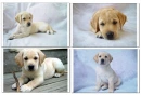 labrador puppies