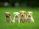  cute - puppies xxxxxxxxxxxxxxxxxxxxxxxxxxxxxxxx