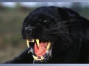Black panther