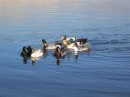 Ducks