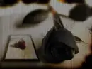 a black rose