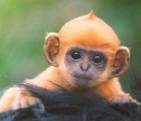 i love monkeys