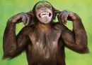 monkey love
