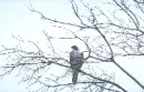 Falcon