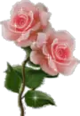 sparkly rose's