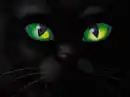 BLACK CAT