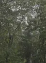 Rain with Trees