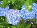 Hydrangeas